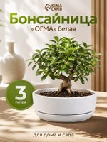 Бонсайница Огма 3 л, керамическая, с поддоном, белая, d26 см, h8 см, горшок для бонсай, кактусов и суккулентов, На фото — предложение продавца